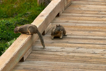 squirrels on boardwalk trail