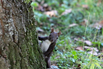 Small curious squirrel peeking behind large tree and looking at camera in local park on warm sunny day