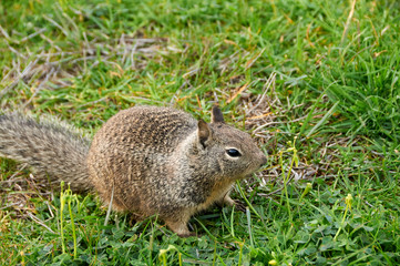 squirrel on the grass