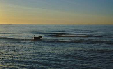 Fototapeta premium Dog silhouette swimming in sea during sunset