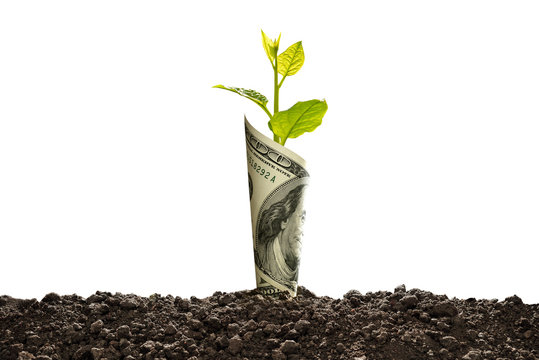 Image of US dollar bank note with plant growing on top for business, saving, growth, economic concept isolated on white background