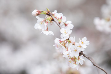 中目黒の桜