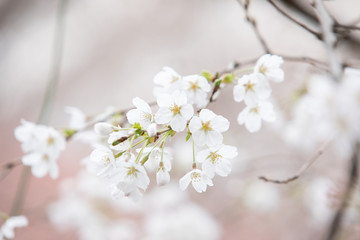 中目黒の桜