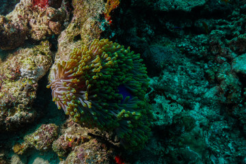 Obraz na płótnie Canvas Anemone Fish and Coral at the Maldives