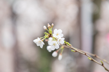 中目黒の桜