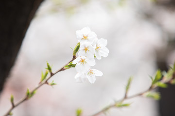 Obraz premium 中目黒の桜