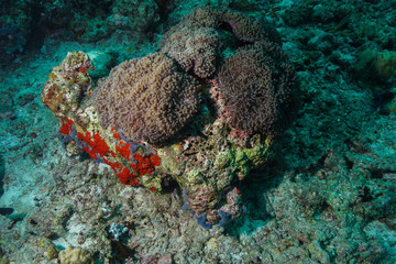 Anemone Fish and Coral at the Maldives