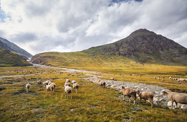 Sheep in the mountain valley
