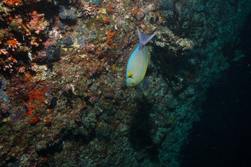 Coral reef at the Maldives