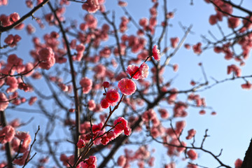 【日本の春】満開の八重梅の花（紅梅）
