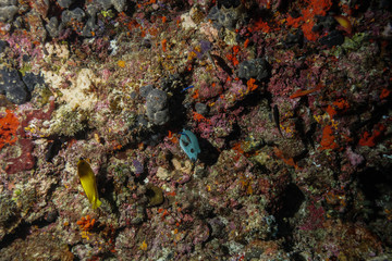 Fototapeta na wymiar Puffer fish at the Maldives
