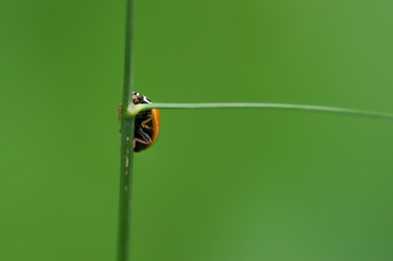 Underside of climbing lady bug on green grass with beautiful green background - picture is almost totally green with some black, red, and white - taken in wildlife area in Western Wisconsin