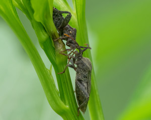 Two stink bugs interacting on lush greenery - taken in wildlife area in Western Wisconsin