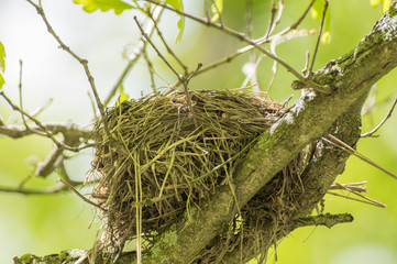 Bird nest in a tree - taken in Governor Knowles State Forest in Northern Wisconsin