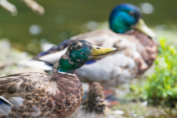 Closeup of a likely juvenile male mallard duck molting feathers starting to get an iridescent green head - taken in the Wood Lake Nature Center in Minnesota 