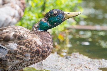 Closeup of a likely juvenile male mallard duck molting feathers starting to get an iridescent green head - taken in the Wood Lake Nature Center in Minnesota 