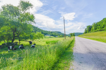 Oreo cows (I believe Buelingo) foraging and living in the beautiful rolling hills driftless amish area of Western Wisconsin.