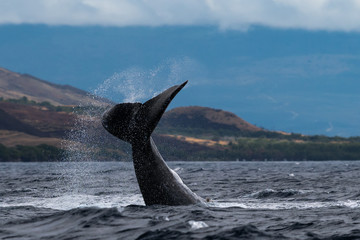 Humpback whale peduncle throw.