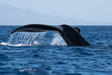 Humpback whale tail fluke.