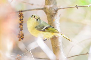 Ruby-crowned kinglet (likely female or juvenile) closeup portrait on a tree branch during Spring migration found off the Minnesota River in the Twin Cities
