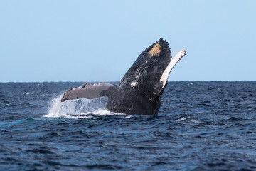 Humpback whale breaching.