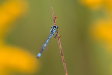 Bluet damselfly relaxing on a twig surrounded by beautiful green and yellow colors - taken near the Minnesota River