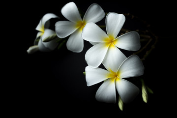 Naklejka premium White Plumeria or frangipani in black background theme
