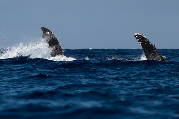 Fototapeta premium Humpback whale pectoral fin.