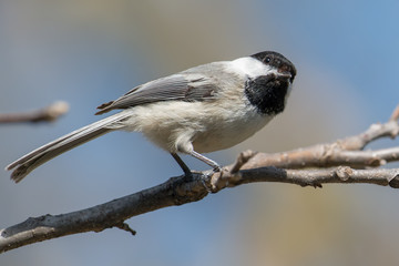 Obraz premium Black-capped chickadee on a branch