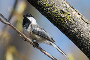 Obraz premium Black-capped chickadee on a branch