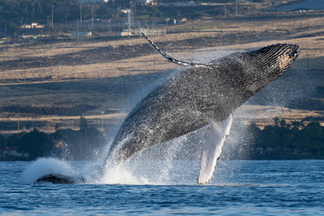 Humpback whale breaching.