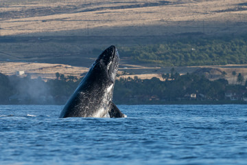 Fototapeta premium Humpback whale head lunge.