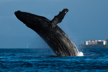 Humpback whale breaching. © davidhoffmann.com