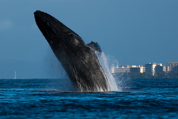 Fototapeta premium Humpback whale breaching.