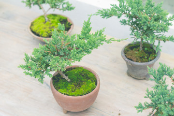 Green bonsai tree in a flowerpot for garden decoration