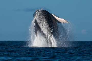 Humpback whale breaching.