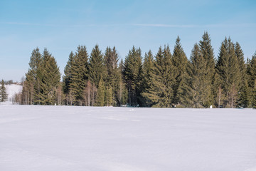 Christmas trees in the snow. Forest in the snow. Winter landscape. Winter in Siberia. Green spruce in winter.