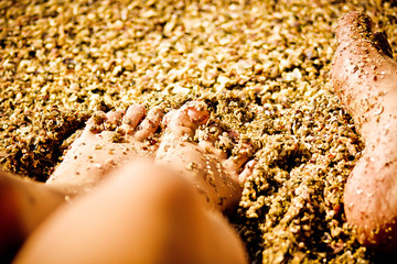 close up of sunflower seeds