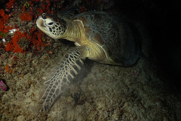 Fototapeta premium Sea Turtle at the Maldives