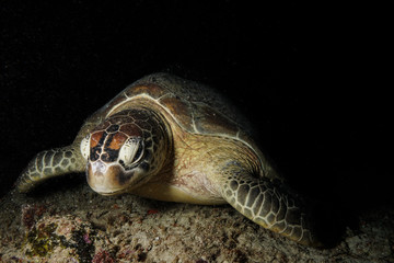 Sea Turtle at the Maldives