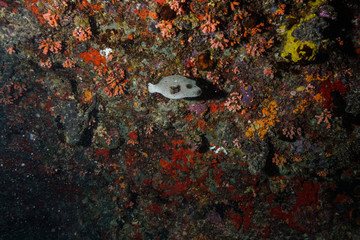 Puffer fish at the Maldives