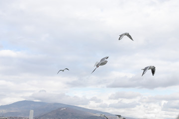 Naklejka na ściany i meble Seagulls in cloudy weather