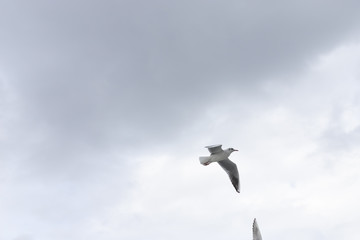 Seagulls in cloudy weather
