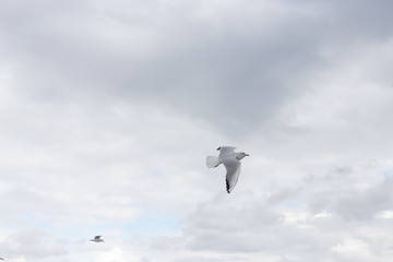 Seagulls in cloudy weather