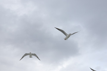 Fototapeta premium Seagulls in cloudy weather
