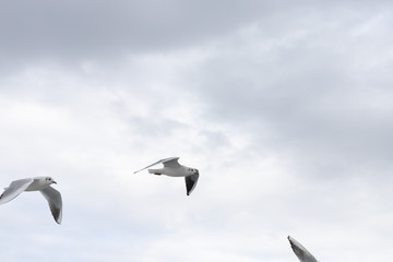 Obraz premium Seagulls in cloudy weather