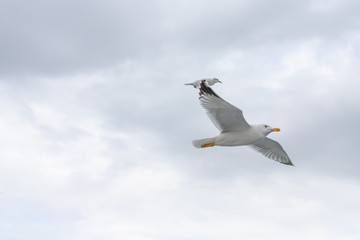 Seagulls in cloudy weather