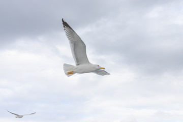 Obraz premium Seagulls in cloudy weather