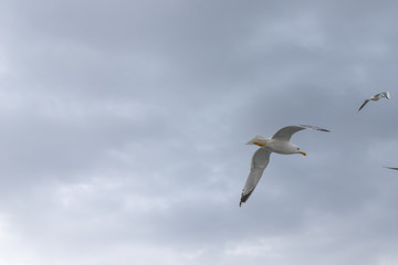 Seagulls in cloudy weather