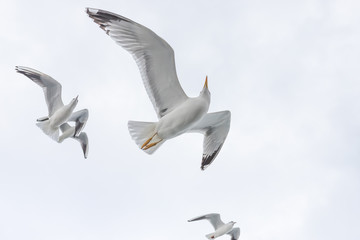 Obraz premium Seagulls in cloudy weather